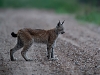 Ilves